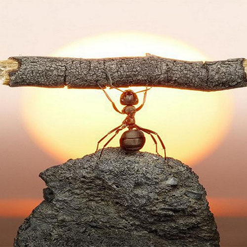 hardwork-ant