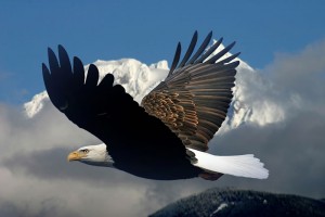 eagle4_0